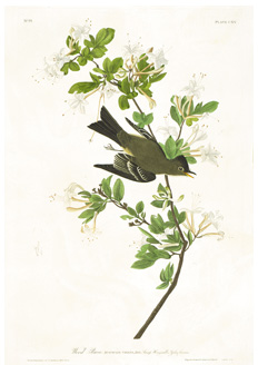 Bird illustration with branch